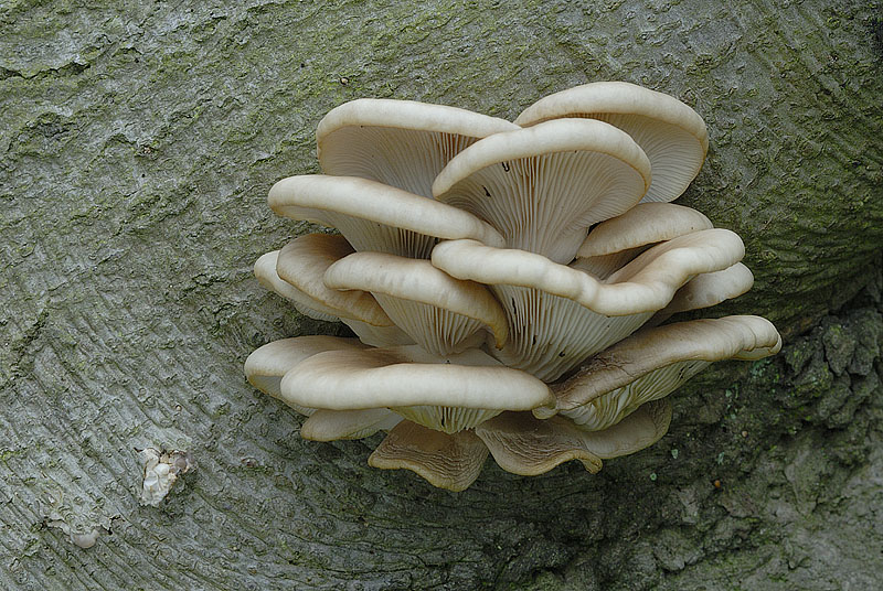 Pleurotus ostreatus